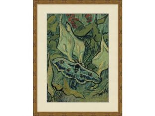 Emperor Moth 18W X 23H