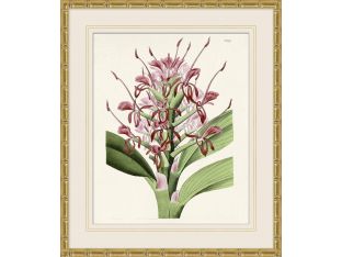 Tropical Floral Study 1 25.5W X 29.5H