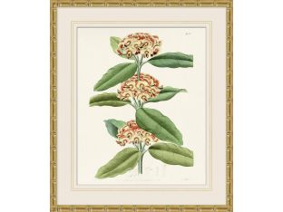 Tropical Floral Study 2 25.5W X 29.5H