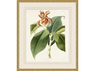 Tropical Floral Study 4 25.5W X 29.5H